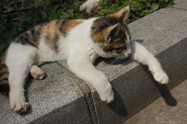 Sunshine, Kat, Pote, Doven, Kæledyr