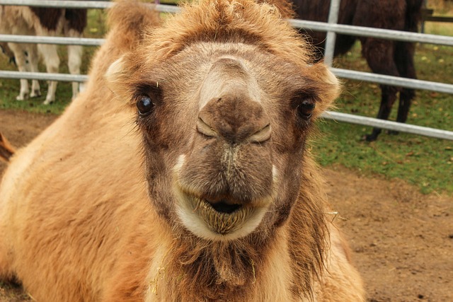 Free Zoo Camel photo and picture