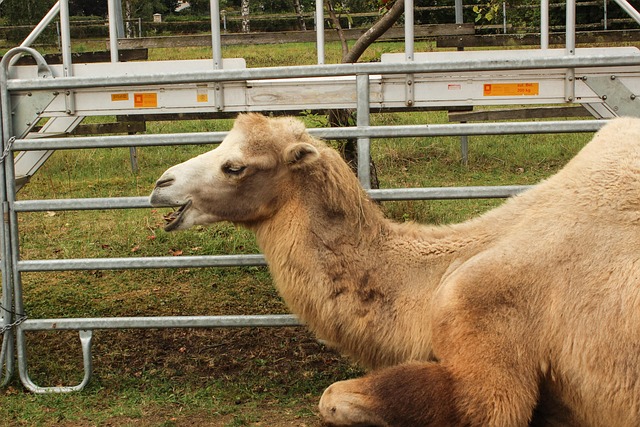 Free Zoo Camel photo and picture