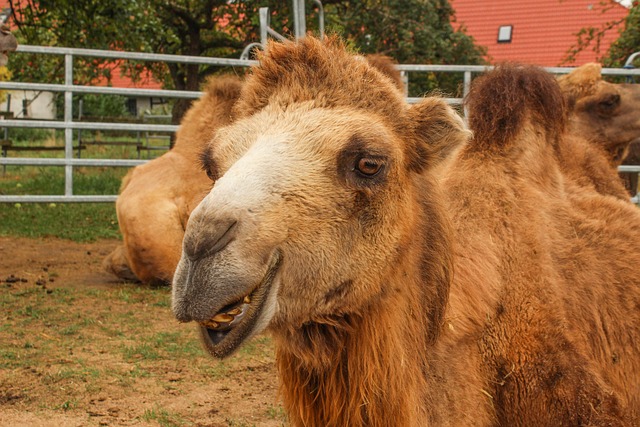 Free Zoo Camel photo and picture