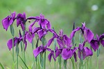 iris, purple irises, garden flowers