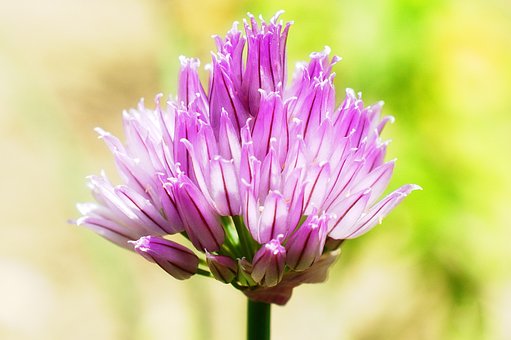 Blume, Natur, Blüte, Makro, Grün, Garten