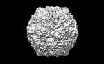 human picornavirus b3, virus, human