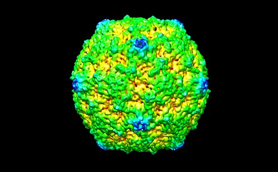 Humanes Picornavirus B3, Virus, Mensch