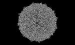 human rhinovirus c15a, human, virus