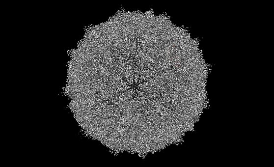 Humanes Rhinovirus C15A, Mensch, Virus