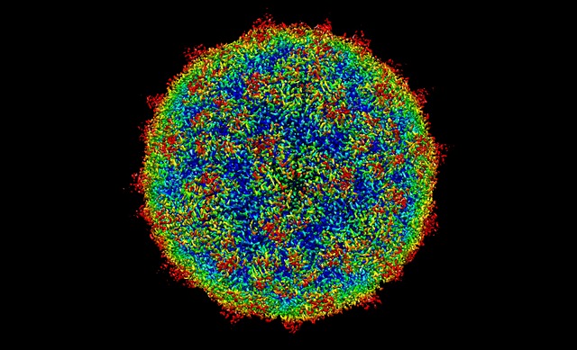 Free human rhinovirus c15a human virus illustration