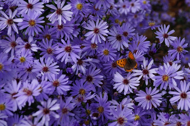 Free Butterfly Flowers photo and picture