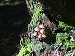 mushrooms, underwood, autumn