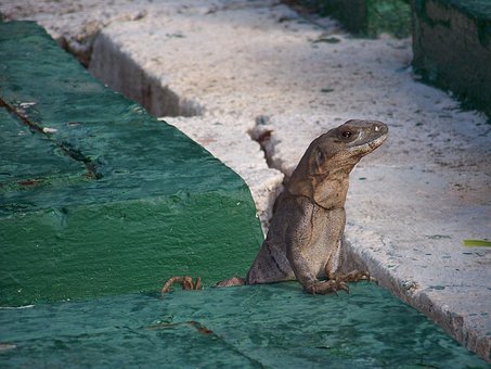 Eidechse, Neugierig, Achtung, Reptil