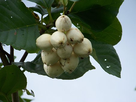 Obst, Tropisch, Weiß, Grün, Exotisch