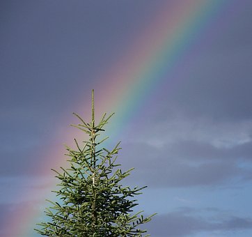 Regenbogen, Himmel, Baum, Natur, Licht