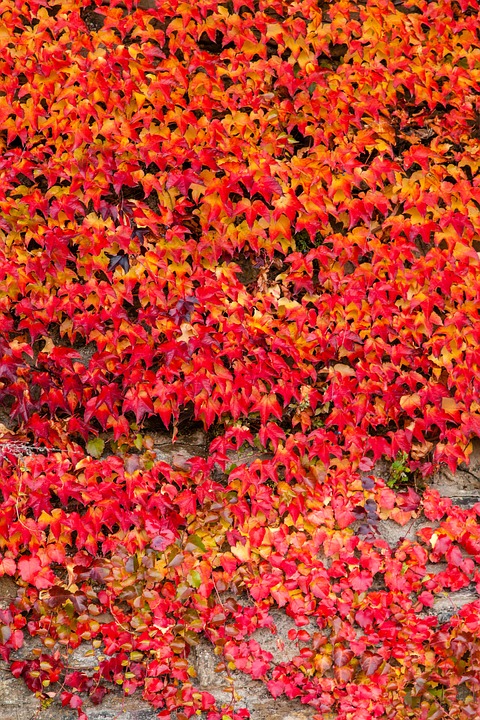 Efeu Herbst Rot - Kostenloses Foto auf Pixabay