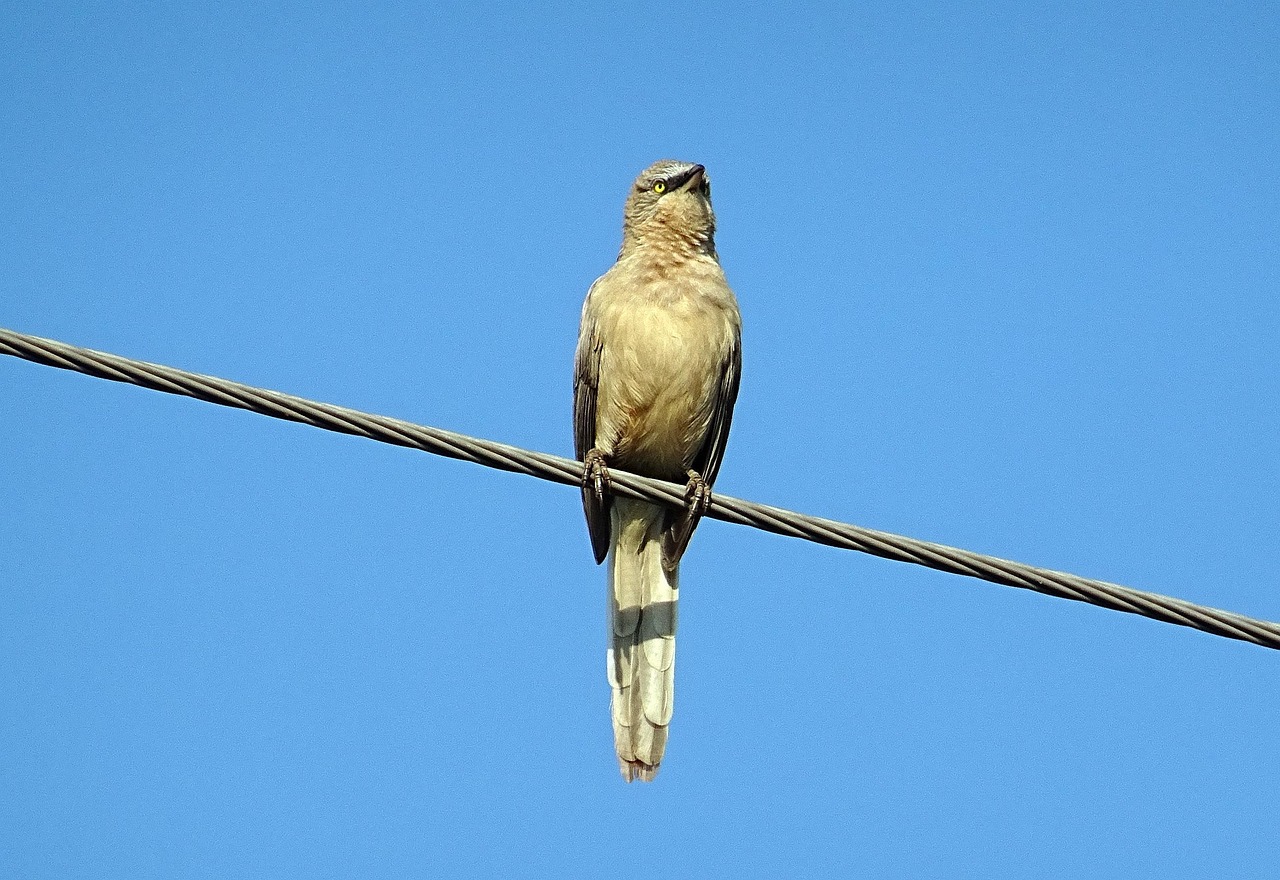Bird babbler large grey free photo on pixabay pixabay