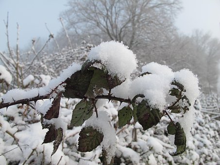 Sneeuw, Winter, Natuur, Roos, Bevroren