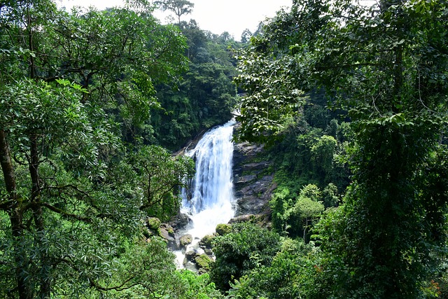 Vandfald, Indien, Skov, Munnar, Kerala