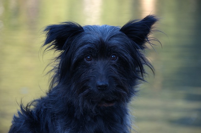Free Dog Black photo and picture