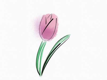 Free Flower Tulip illustration and picture