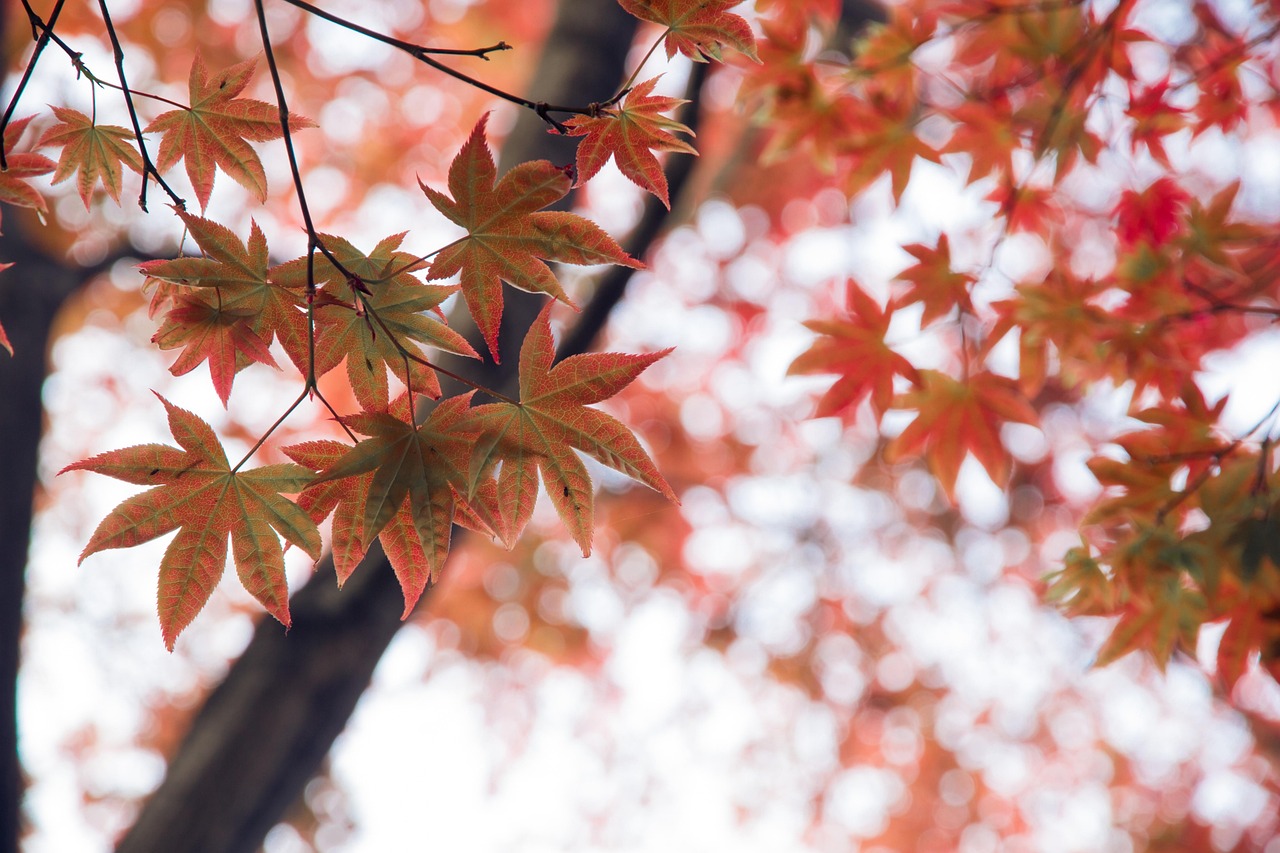 Red Leaves Autumn Tree - Free photo on Pixabay - Pixabay