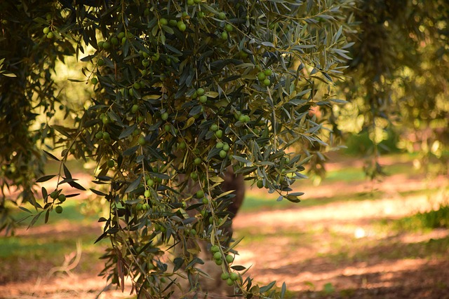 Free Olives Olive Tree photo and picture