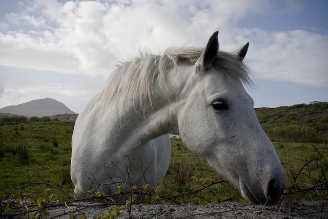 Free White Horse Natural photo and picture