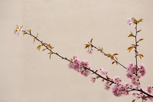 Peach Blossom Natural Chinese - Free photo on Pixabay - Pixabay