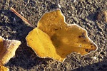 the leaves of the silver poplar, leann, nature