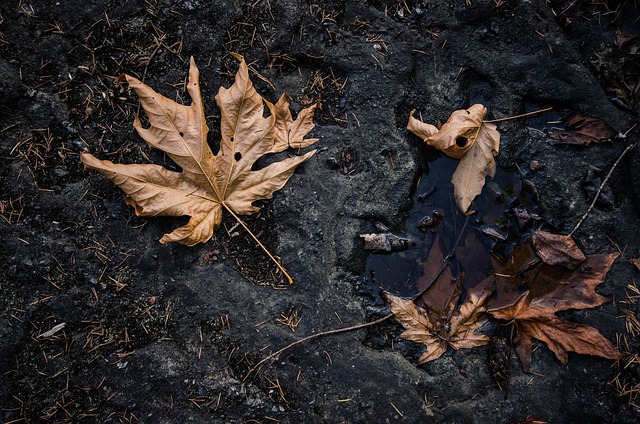 Free Maple Brown photo and picture