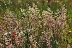grasses, grass, flowering grass