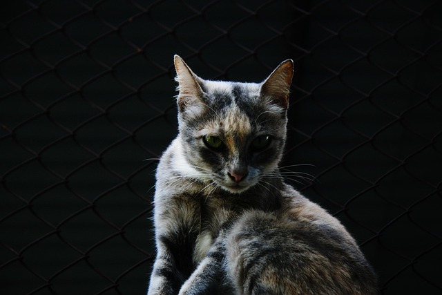 Free Face Yawn photo and picture