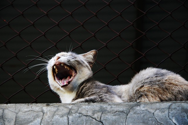 Free Yawn Cat photo and picture