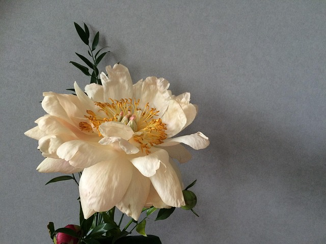 Free Peony Flower photo and picture
