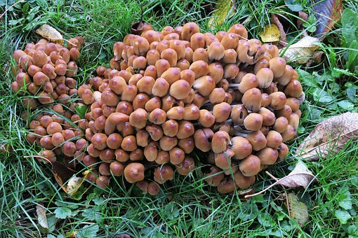 Svampe, Svampedannelse, Champignon