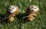 snails, race, gastropods