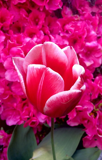 Tulipa, Rosa Quente, Pétala, Romântico