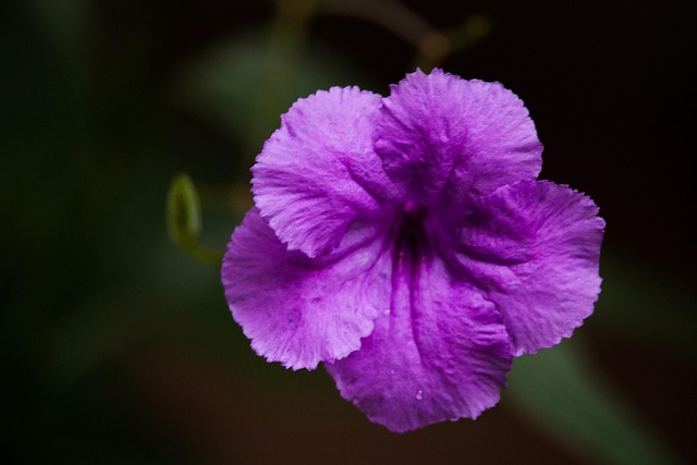Free Flower Purple photo and picture