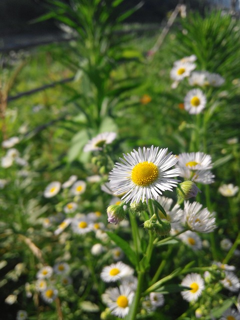 Gänseblümchen, Blume, Natur, Natürlich