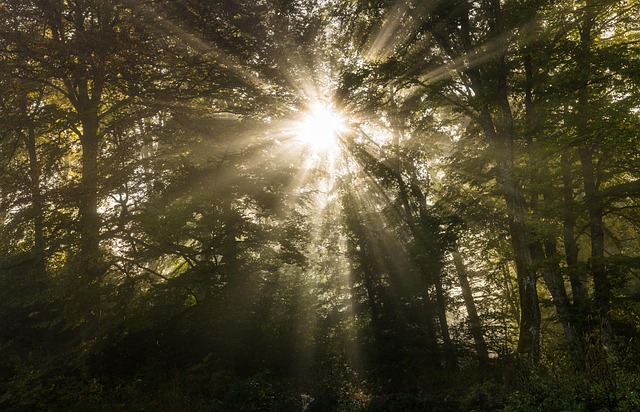 Val, Zon, Boom, Licht, Woud
