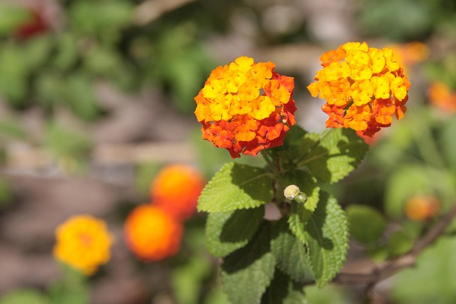 Free Orange Flower photo and picture