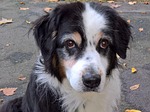 dog, australia shepard, black tri