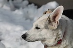 dog, mestizo, senior