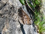 alpine grayling, butterfly, mimicry
