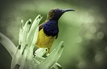 bird, sunbird, yellow-bellied sunbird