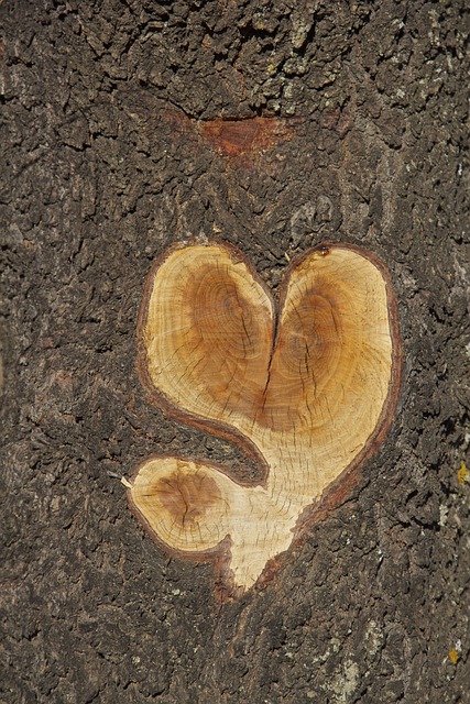 Almendro, Corazón, Naturaleza, Plantas