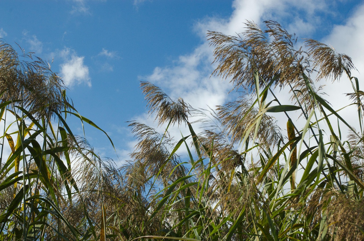 Reed View Reed Clouds Heaven - Free photo on Pixabay