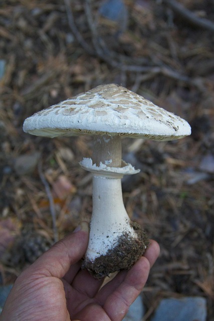 Seta, Macrolepiota, Mushroom, Hongos