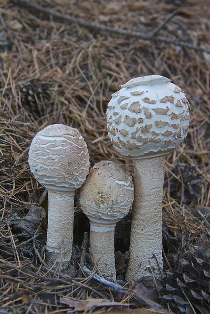 Seta, Macrolepiota, Mushroom, Hongos