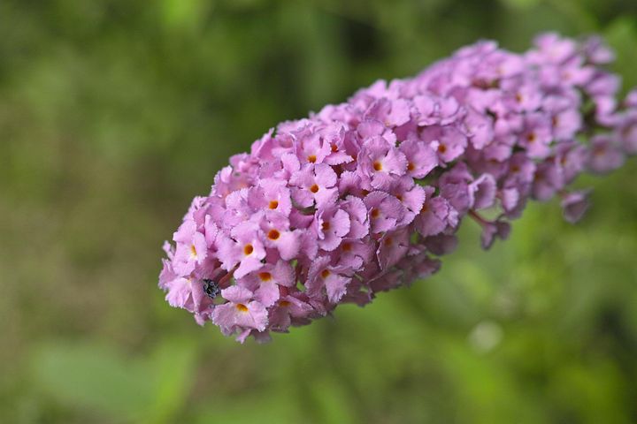 ブッドレア 花に関する1以上の無料写真 ブッドレア 花に関する1以上の無料写真