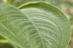 plant, leaf, green
