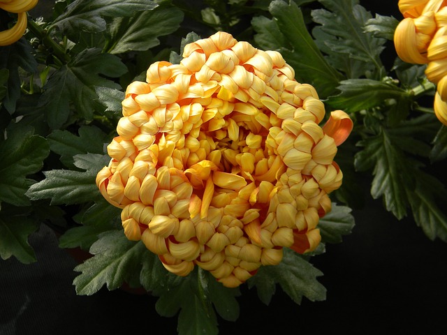 Free Chrysanthemum Flower Wallpaper photo and picture